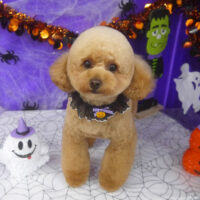 【山手店】2025年10月19日のワンちゃん達♪