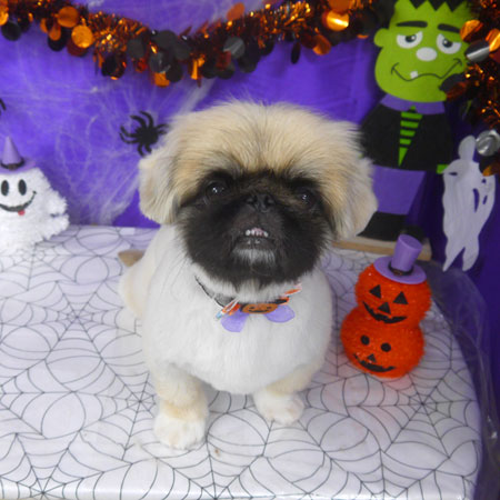 【山手店】2025年10月20日のワンちゃん達♪