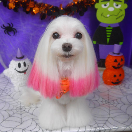 【山手店】2025年10月23日のワンちゃん達♪