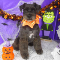 【山手店】2025年10月25日のワンちゃん達♪