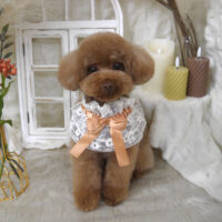 【山手店】2025年10月31日のワンちゃん達♪