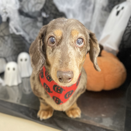 【本店】2025年10月11日のワンちゃん達♪