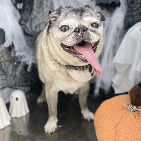 【本店】2025年10月23日のワンちゃん達♪