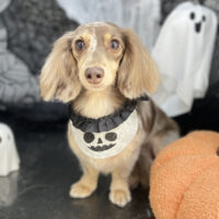 【本店】2025年10月27日のワンちゃん達♪