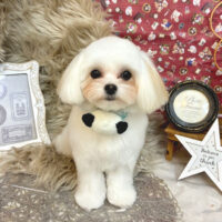 【池下店】2025年11月10日のワンちゃん達♪