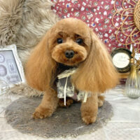 【池下店】2025年11月15日のワンちゃん達♪