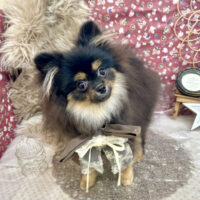 【池下店】2025年11月6日のワンちゃん達♪