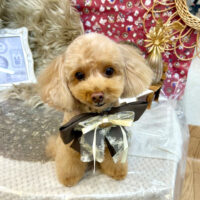 【池下店】2025年11月13日のワンちゃん達♪