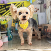 【本店】2025年11月2日のワンちゃん達♪