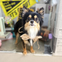 【本店】2025年11月3日のワンちゃん達♪