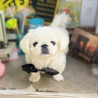 【本店】2025年11月13日のワンちゃん達♪