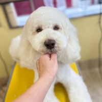 【本店】2025年11月14日のワンちゃん達♪