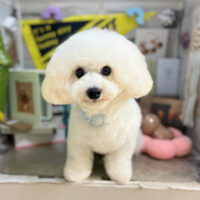 【本店】2025年11月17日のワンちゃん達♪