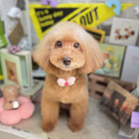 【本店】2025年11月1日のワンちゃん達♪