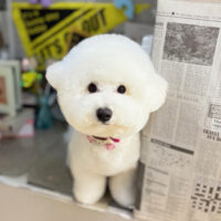 【本店】2025年11月8日のワンちゃん達♪