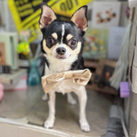 【本店】2025年11月10日のワンちゃん達♪