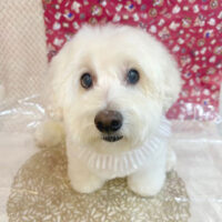 【池下店】2025年11月1日のワンちゃん達♪