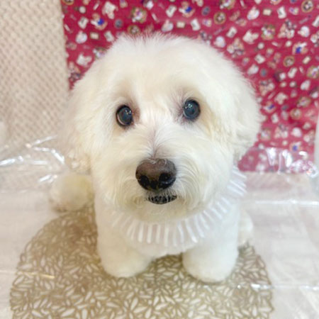 【池下店】2025年11月1日のワンちゃん達♪