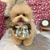 【池下店】2025年11月2日のワンちゃん達♪