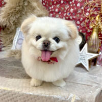 【池下店】2025年11月9日のワンちゃん達♪