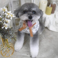 【山手店】2025年11月1日のワンちゃん達♪