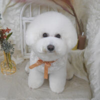 【山手店】2025年11月3日のワンちゃん達♪