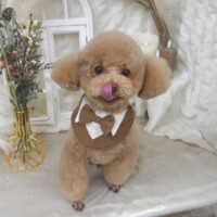 【山手店】2025年11月7日のワンちゃん達♪