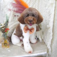 【山手店】2025年11月16日のワンちゃん達♪