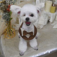 【山手店】2025年11月17日のワンちゃん達♪