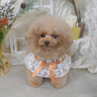 【山手店】2025年11月20日のワンちゃん達♪