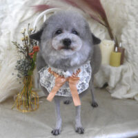 【山手店】2025年11月21日のワンちゃん達♪