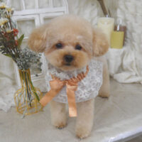 【山手店】2025年11月23日のワンちゃん達♪