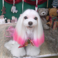 【山手店】2025年11月28日のワンちゃん達♪