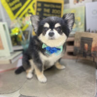 【本店】2025年11月7日のワンちゃん達♪