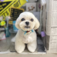 【本店】2025年11月9日のワンちゃん達♪