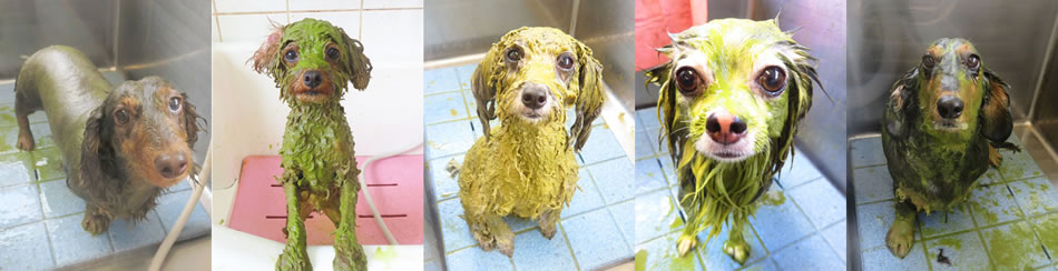 アニマルアーユルヴェーダ ハーブパック