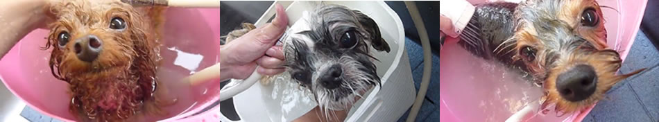 マイクロバブル