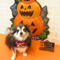 【本店】2017年9月28日のワンちゃん達♪