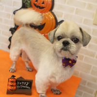 【本店】2017年9月29日のワンちゃん達♪