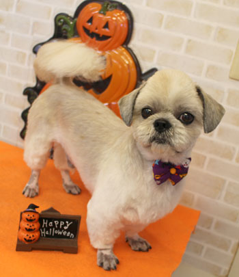 【本店】2017年9月29日のワンちゃん達♪