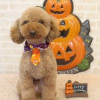 【本店】2017年9月30日のワンちゃん達♪