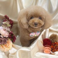 【池下店】2017年9月13日のワンちゃん達♪