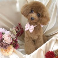 【池下店】2017年9月14日のワンちゃん達♪