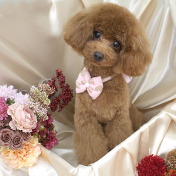 【池下店】2017年9月14日のワンちゃん達♪