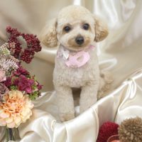 【池下店】2017年9月15日のワンちゃん達♪