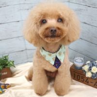 【池下店】2017年9月16日のワンちゃん達♪