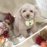 【池下店】2017年9月17日のワンちゃん達♪