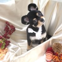 【池下店】2017年9月23日のワンちゃん達♪