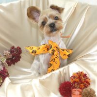 【池下店】2017年9月24日のワンちゃん達♪