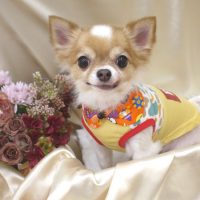 【池下店】2017年9月25日のワンちゃん達♪